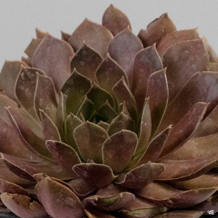 Sempervirens 'Chocolate Kiss'