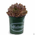Sempervirens 'Chocolate Kiss' 4 inch Matsuda's
