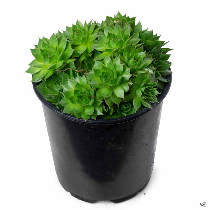 Sempervivum 'Sunset' 4 inch