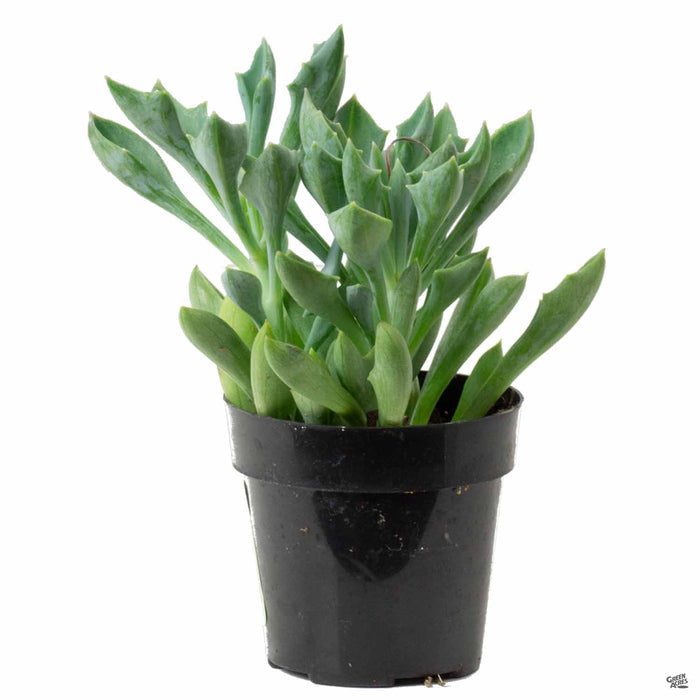 Senecio kleiniiformis 2 inch