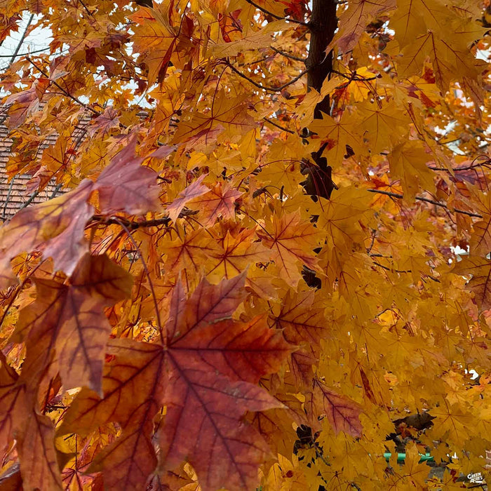 Red Maple 'Pacific Sunset'