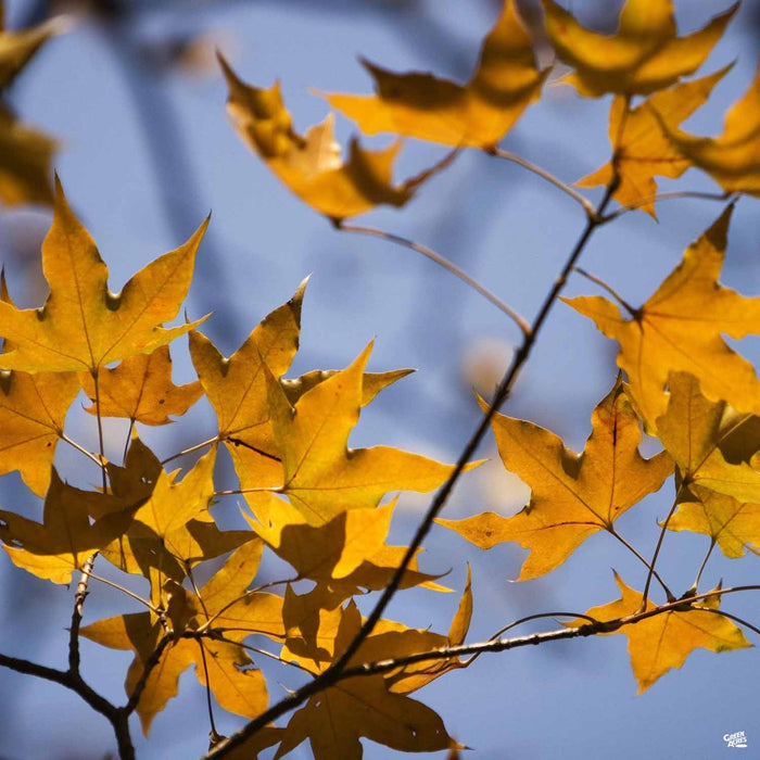 Red Maple 'Pacific Sunset'