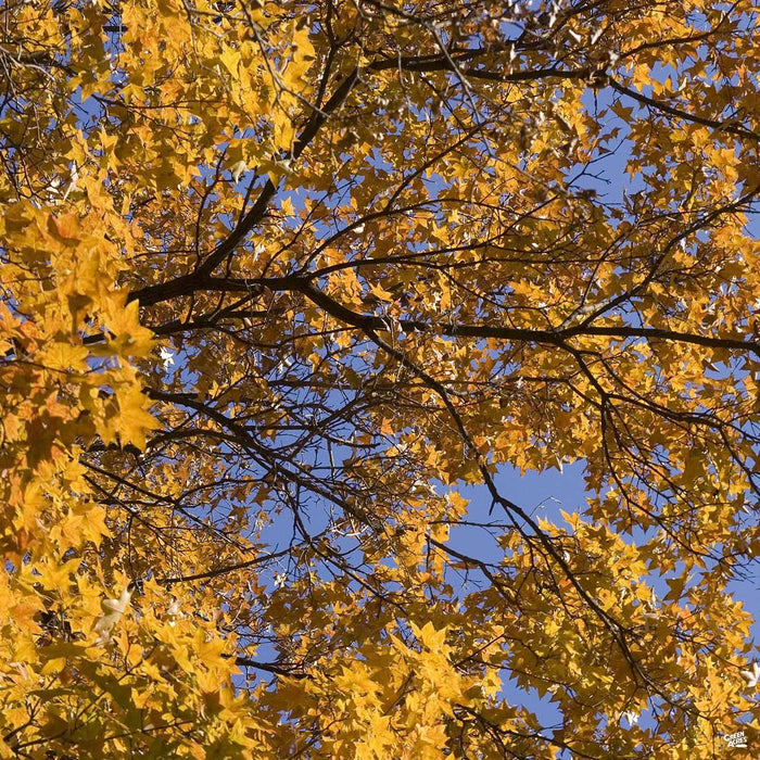 Red Maple 'Pacific Sunset'