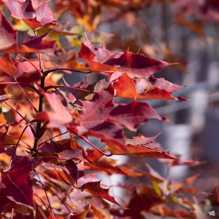 Red Maple 'Pacific Sunset'