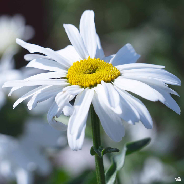Shasta Daisy