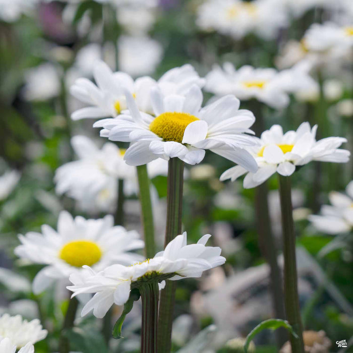 Shasta Daisy
