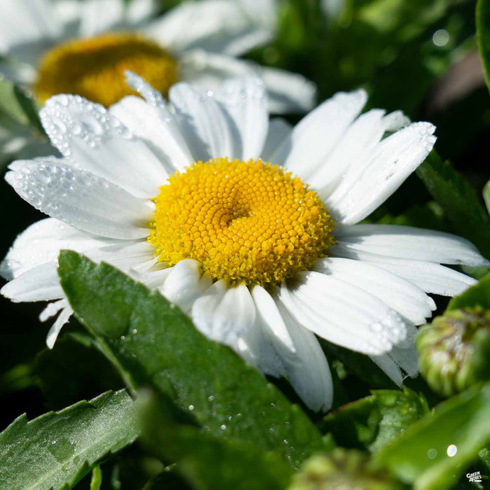 Shasta Daisy