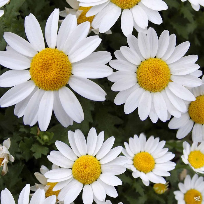 Shasta Daisy