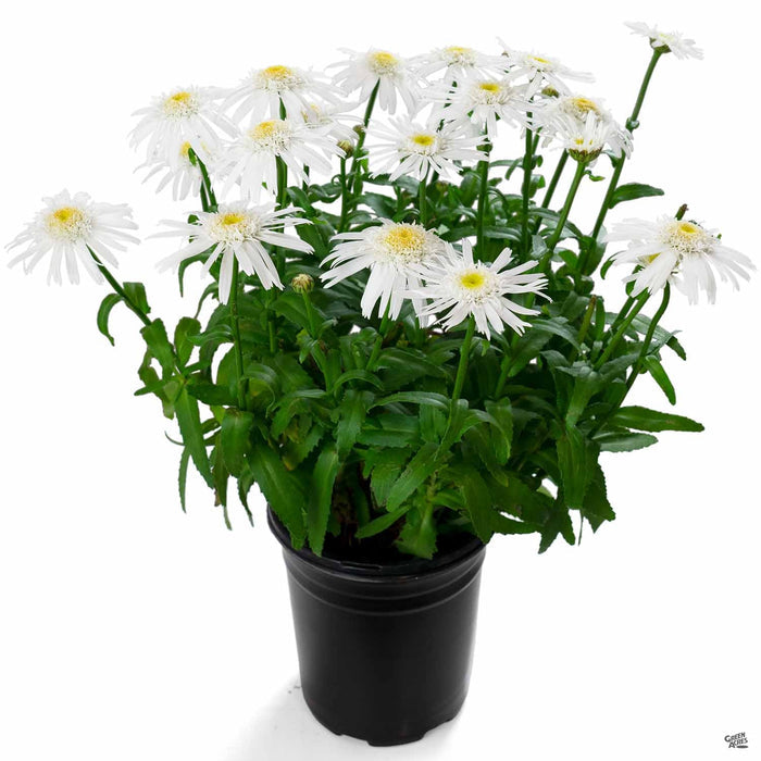 Shasta Daisy 1 gallon