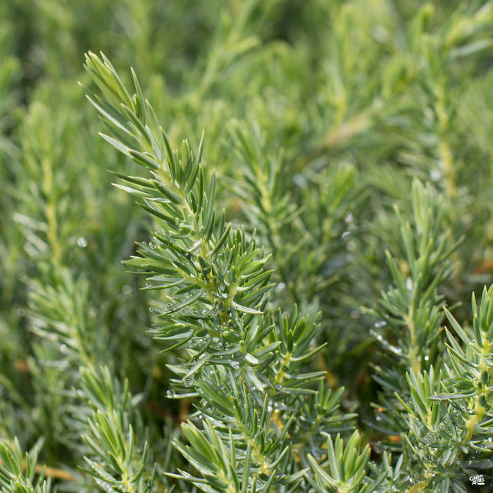 Blue Pacific Shore Juniper