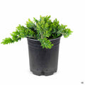 Blue Pacific Shore Juniper 1 gallon