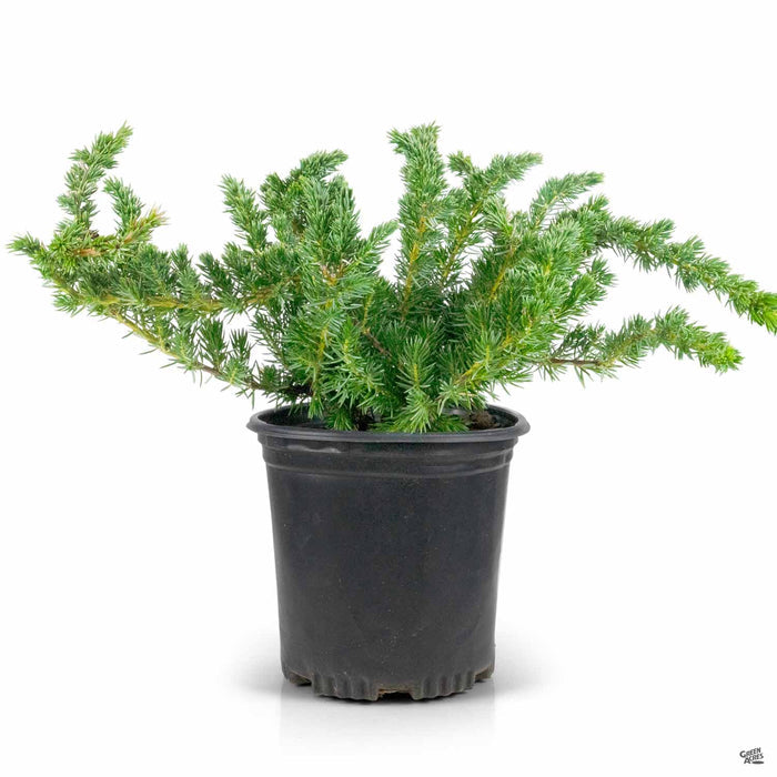 Blue Pacific Shore Juniper 1 gallon