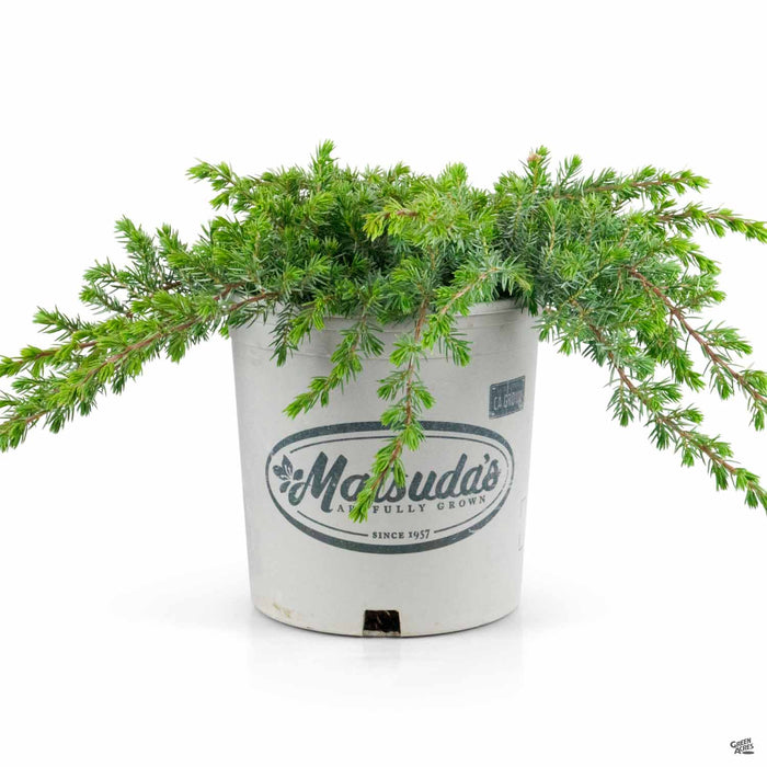 Blue Pacific Shore Juniper 2 gallon Matsuda's