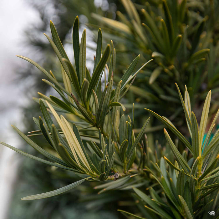 Shrubby Yew Pine 'Maki'