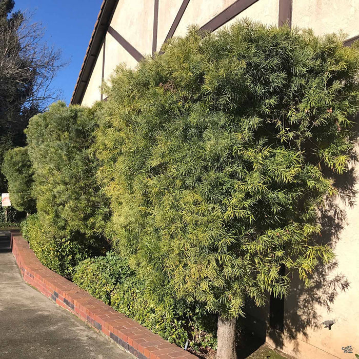 Shrubby Yew Pine 'Maki'