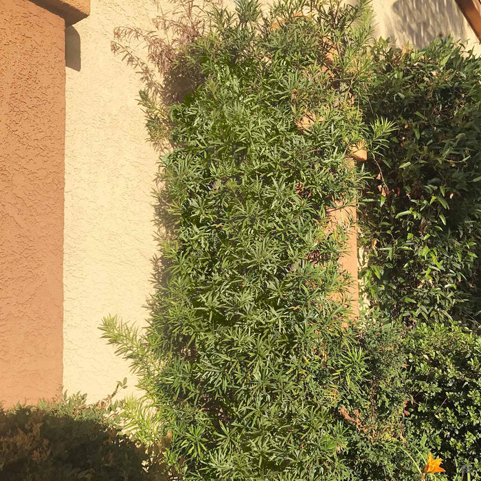 Shrubby Yew Pine 'Maki'
