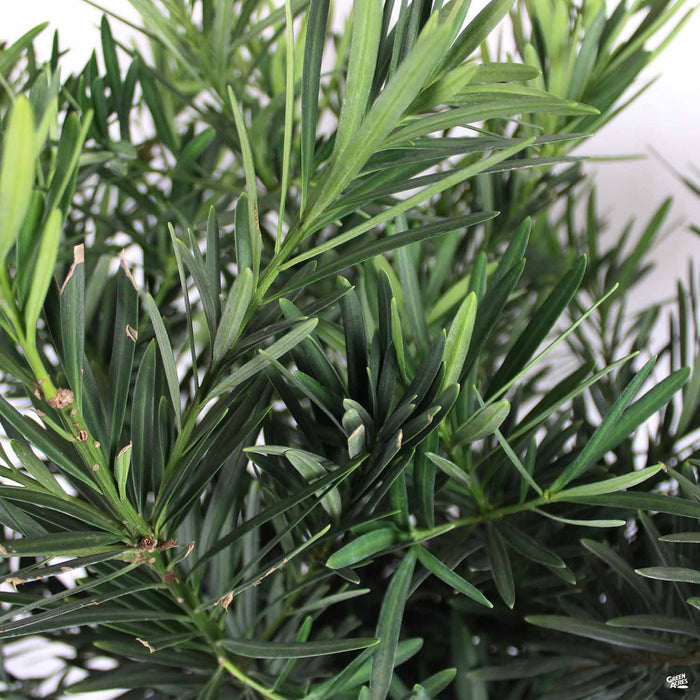 Podocarpus Dwarf Pringles