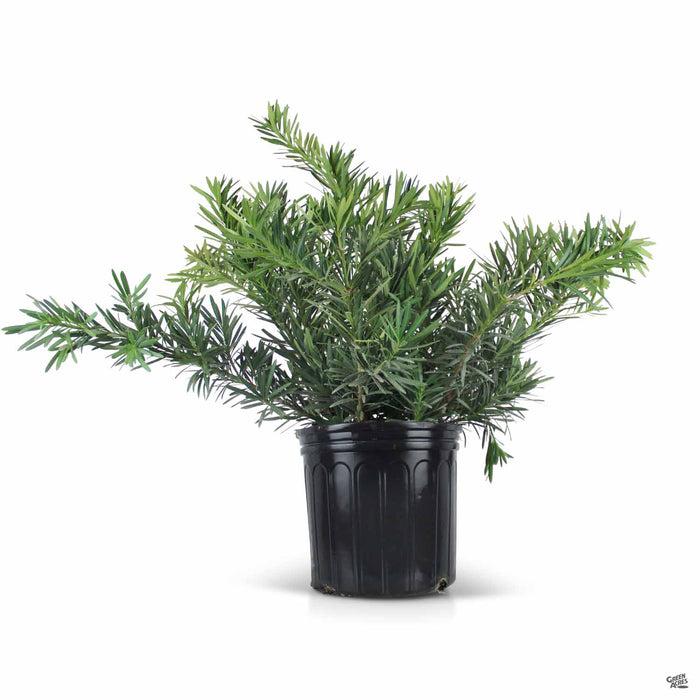 Podocarpus Dwarf Pringles