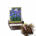 Siberian Iris Blue King 2-pack