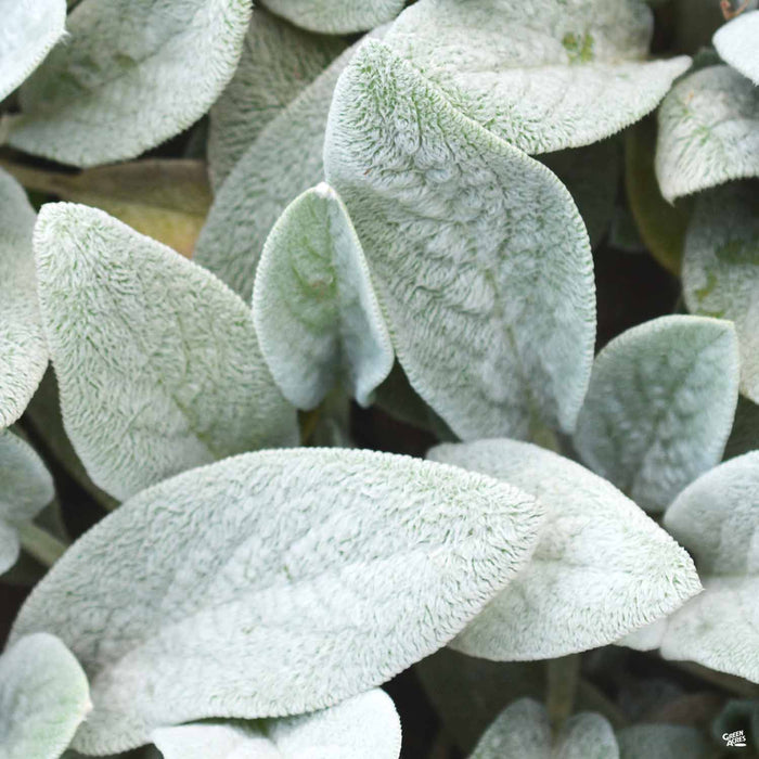 Lamb's Ear 'Silver Carpet'