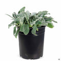 Lamb's Ear 'Silver Carpet' 1 gallon