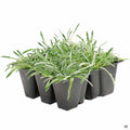 Dymondia 6-pack
