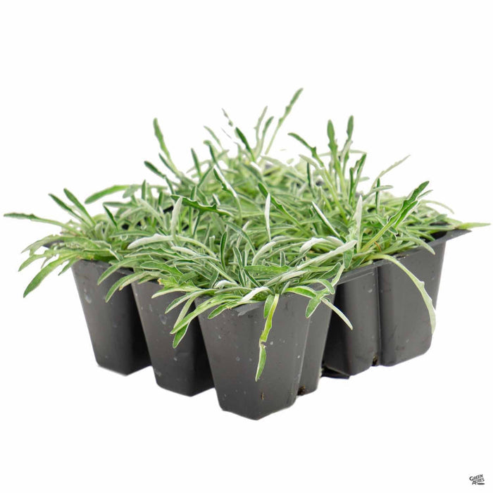 Dymondia 6-pack