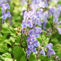 Skullcap