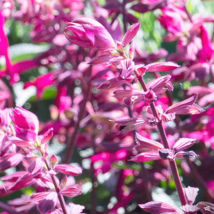 Salvia 'Skyscraper' Dark Purple