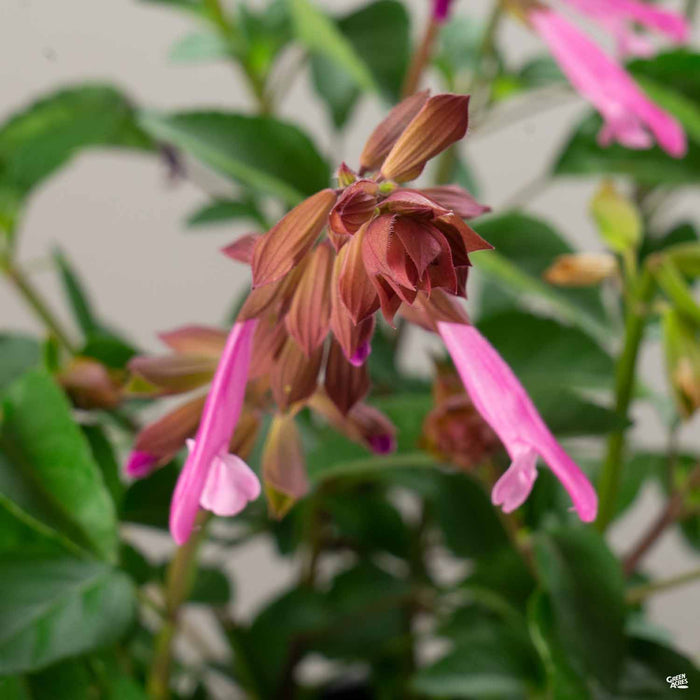 Salvia 'Skyscraper' Pink
