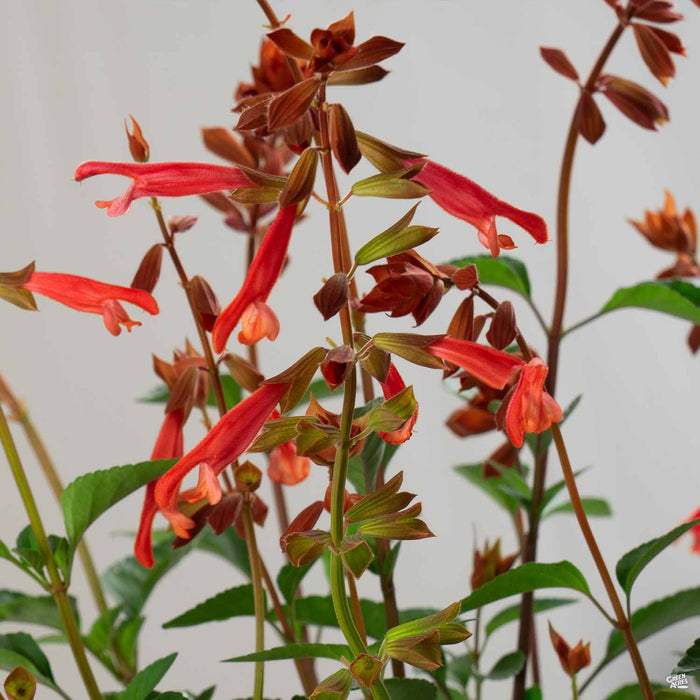 Salvia 'Skyscraper' Orange