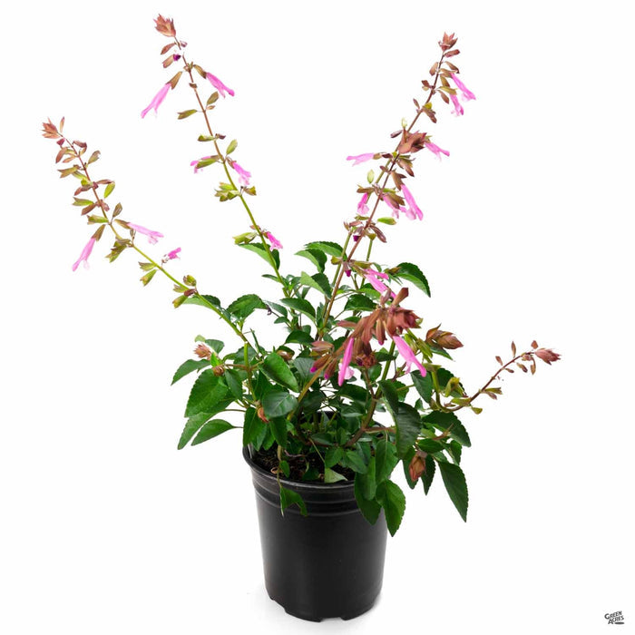 Skyscraper Salvia Pink 1 gallon