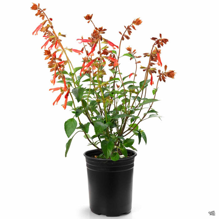 Skyscraper Salvia Orange 1 gallon