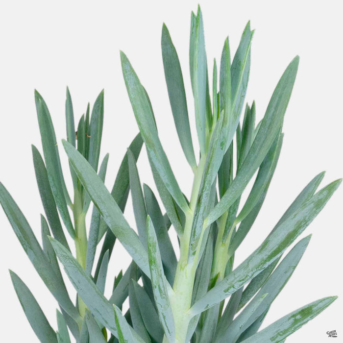 Skyscraper Senecio