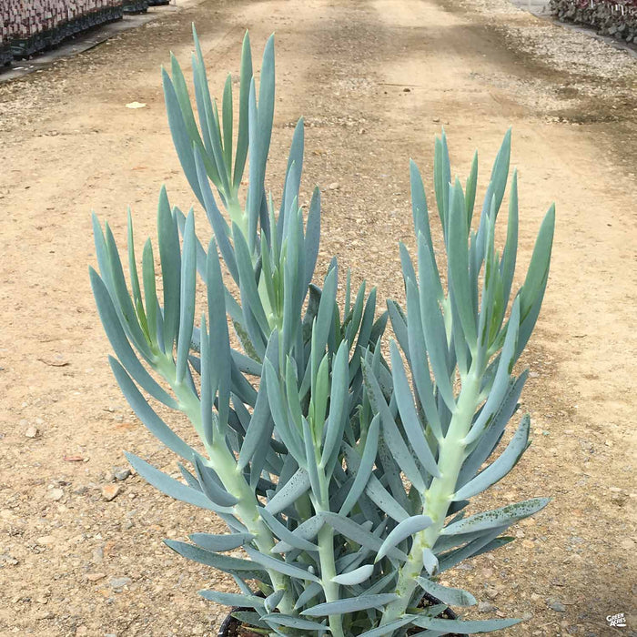 Skyscraper Senecio