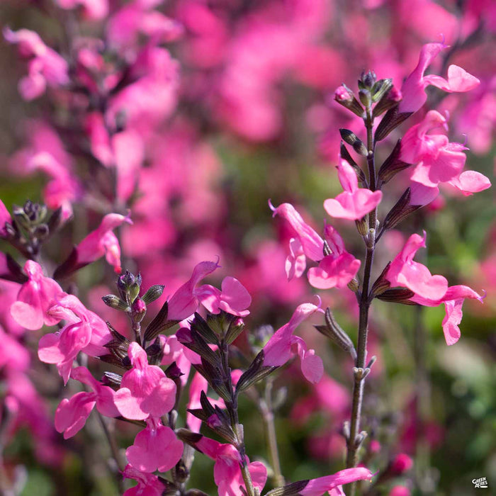 Syracuse Sage