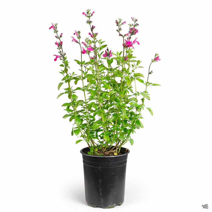 Salvia microphylla 1 gallon 'La Trinidad Pink'