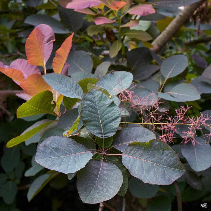 Smoke Tree Purple Supreme