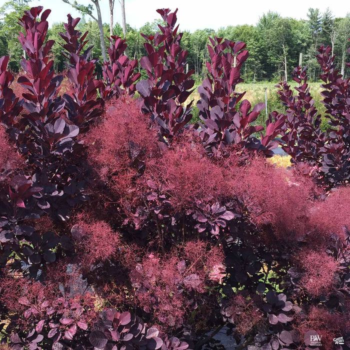 Winecraft Black Smoke Tree