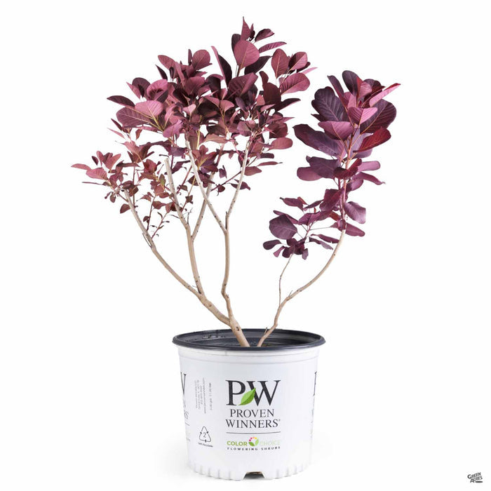 Winecraft Black Smoke Tree 03T