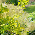 Winecraft Gold Smoke Tree