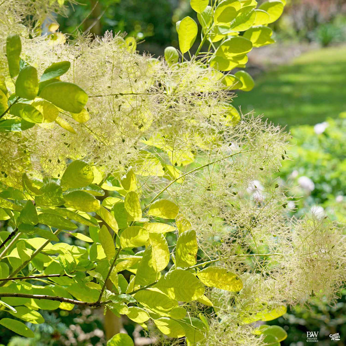 Winecraft Gold Smoke Tree