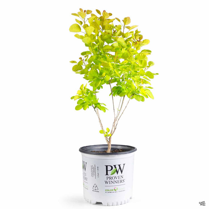Winecraft Gold Smoke Tree 03T