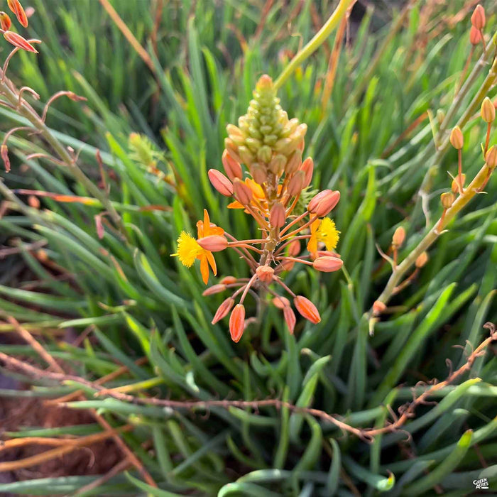 Snake Flower