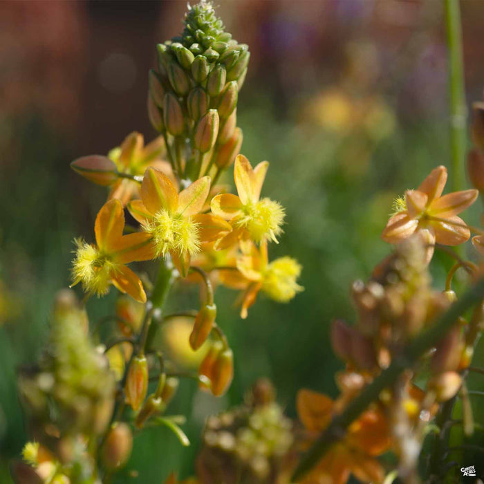 Snake Flower