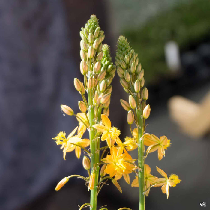 Snake Flower