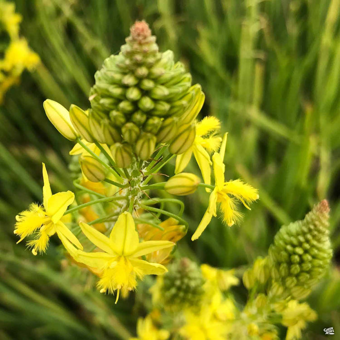 Snake Flower