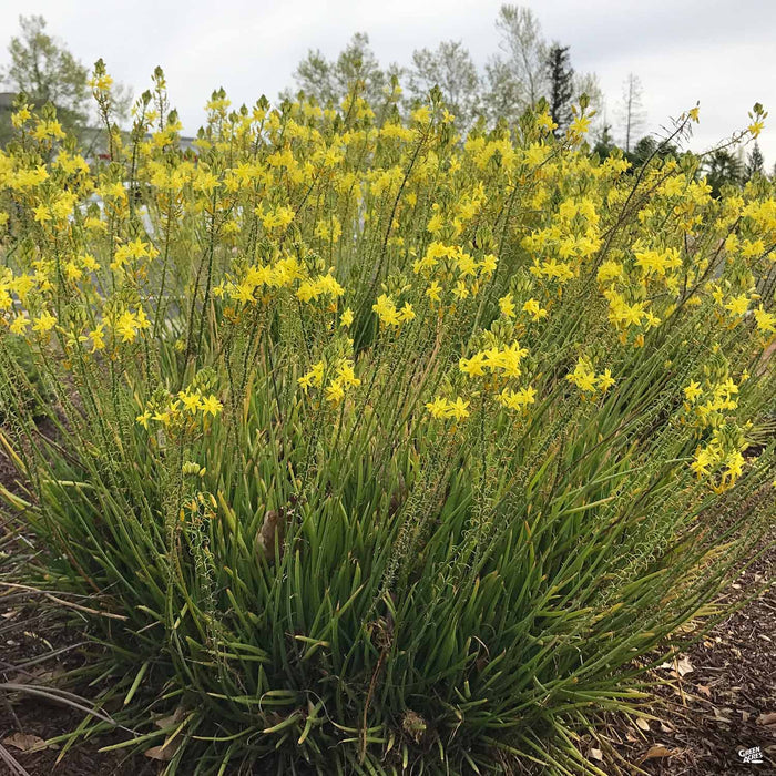 Snake Flower