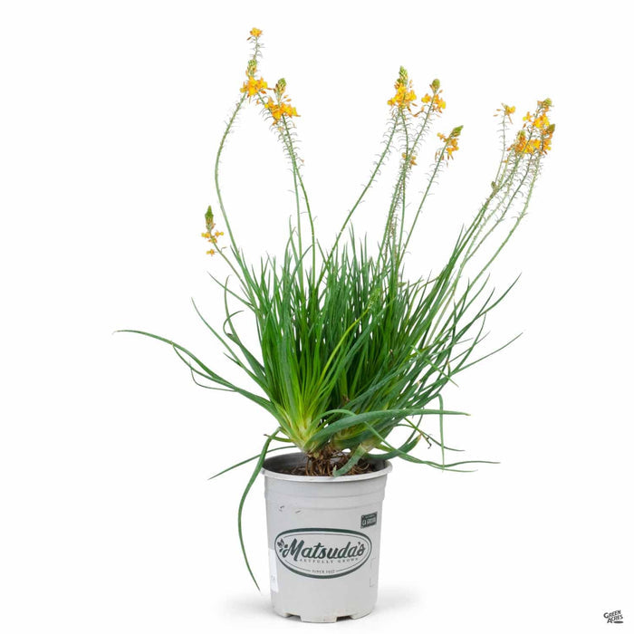 Snake Flower 1 gallon orange