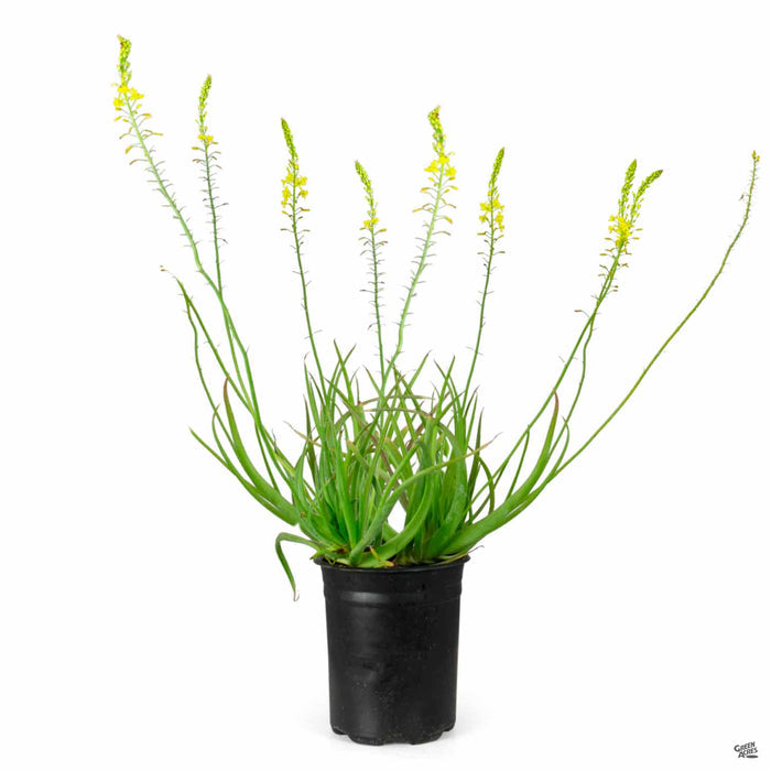 Snake Flower 1 gallon yellow